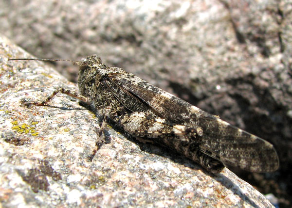 Photo of Trimerotropis verruculata by <a href="http://www.flickr.com/photos/jlucier/ ">Jacy (JC) Lucier</a>